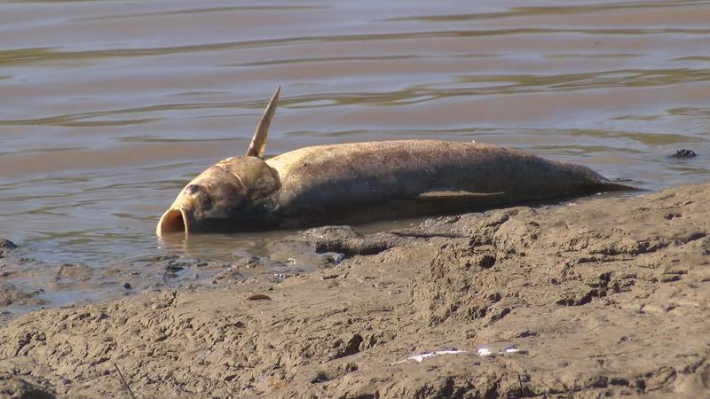 Thousands of fish suddenly die from low oxygen levels in the Yazoo River.