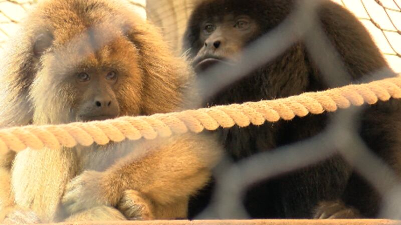 Howler monkeys Piper (left) and Frankie were exhibited together for the first time Thursday at...