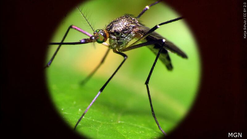 Mosquito