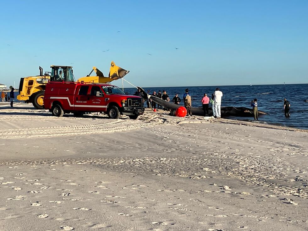 Officials work to pull the whale in.