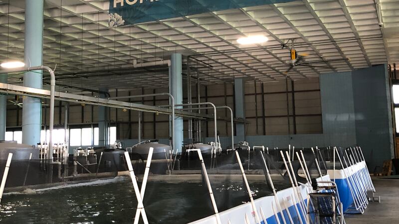 A look at the Mississippi Aquarium research center