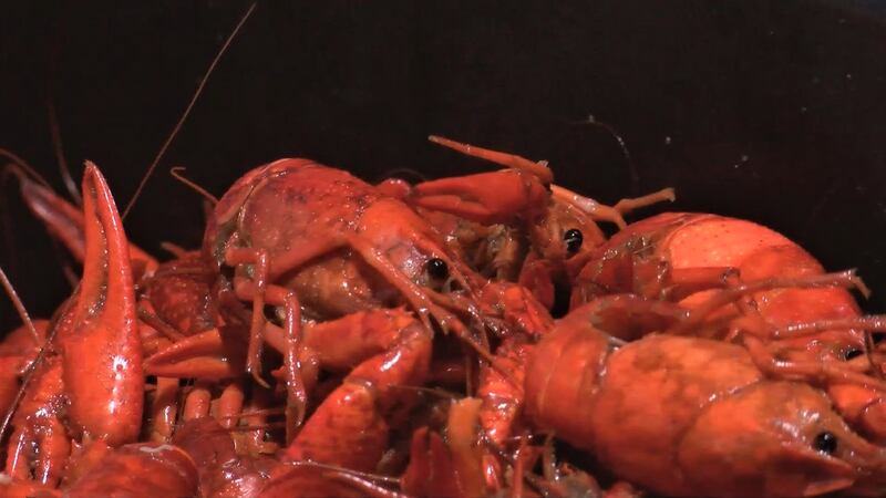 If you are a crawfish fan, this is the season to celebrate. Experts say the local harvest is...