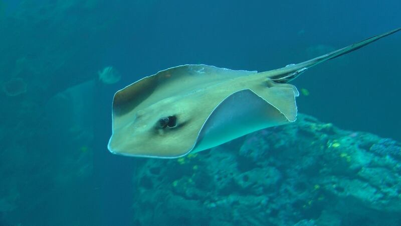 Two weeks from this Saturday the Mississippi Aquarium in Gulfport will open its doors to...