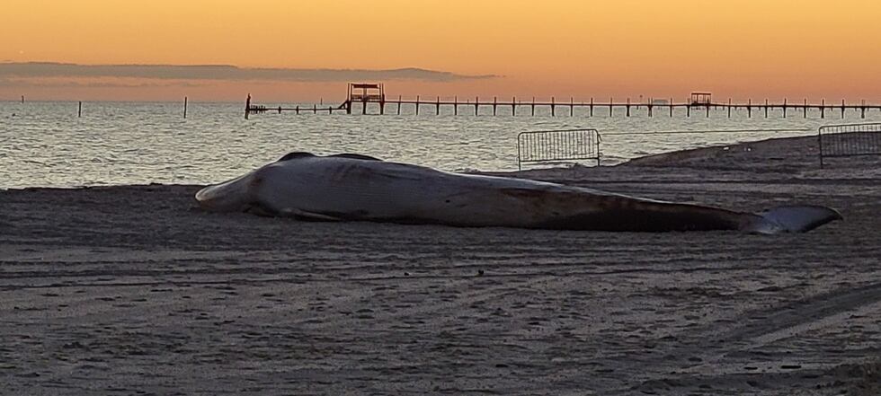 FIn whale on Pass Christian beach