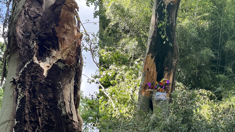 Rotting tree and memorial set up for Casey Skudin at Biltmore Estates.