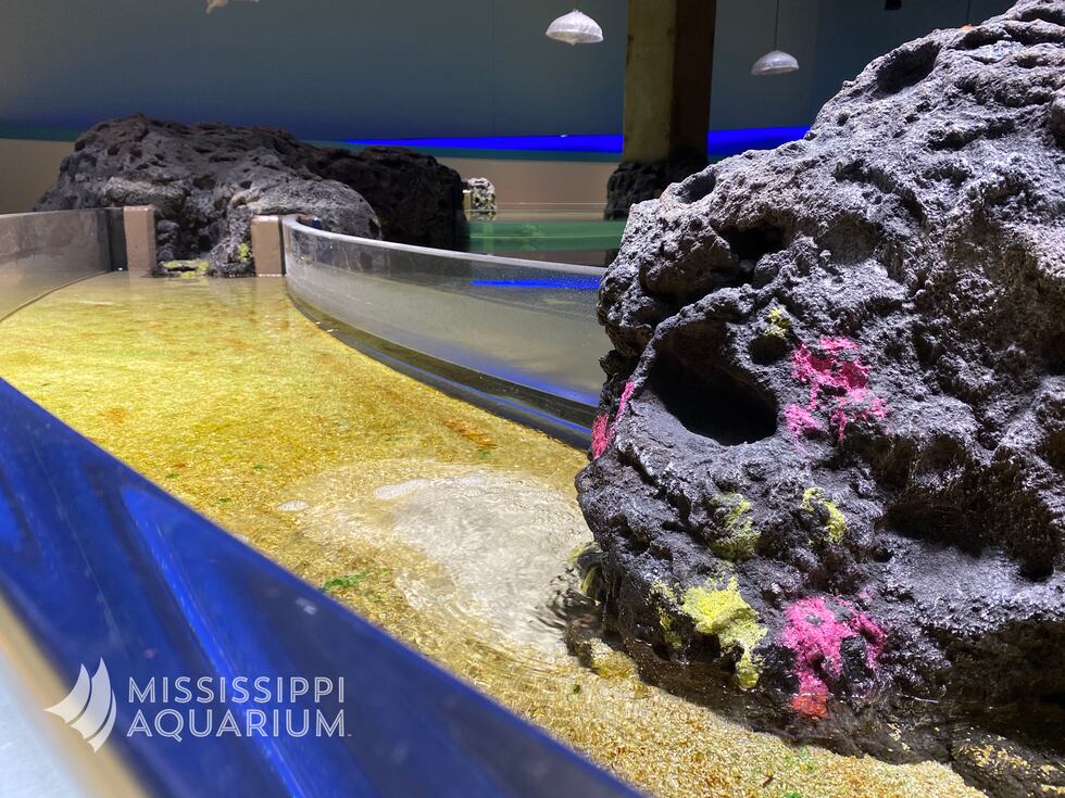 The touch experience tank at Mississippi Aquarium