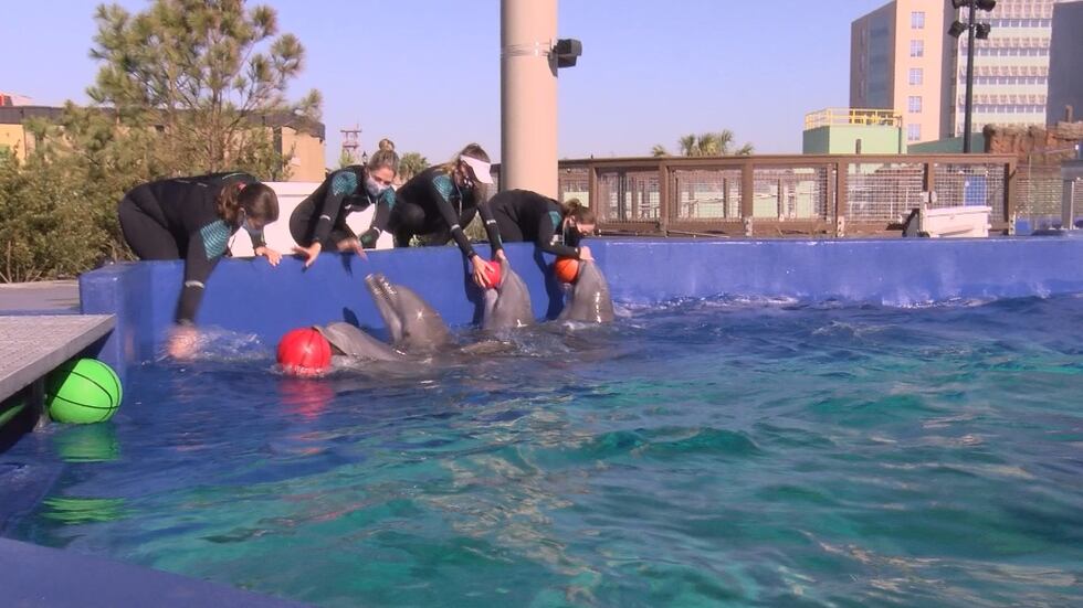 Archer, Fin, Nigel and Axel arrived this week and are the aquarium’s newest residents.
