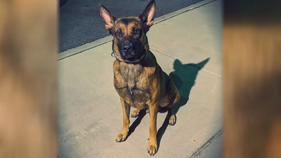Moss Point Police K9 officer Buddy was shot while pursuing a man suspected of commercial...